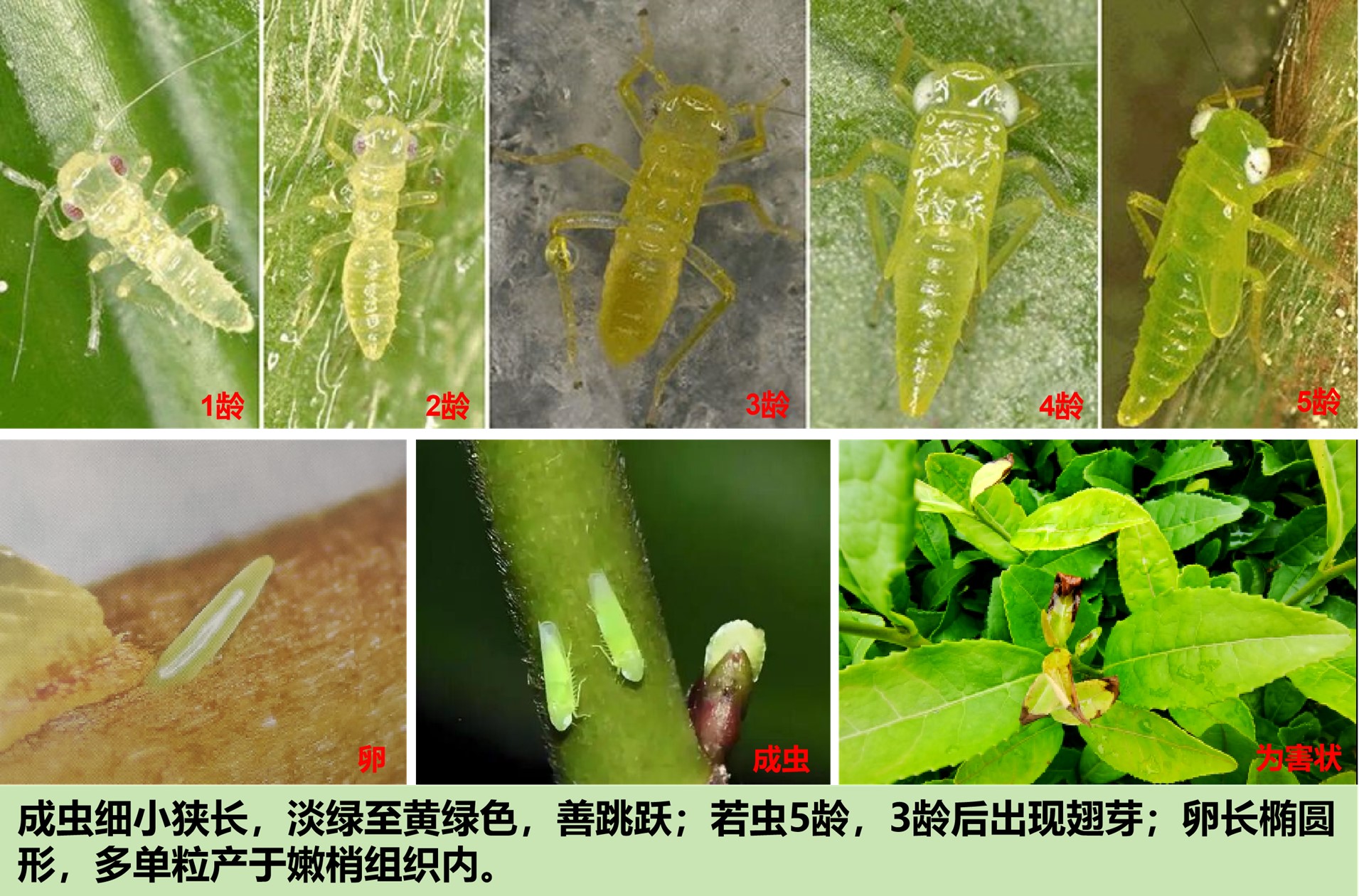 茶小绿叶蝉1.jpg